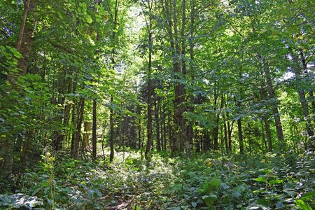 Wild forest thickets. Landscape with green trees and bushes. Sunny summer day. Horizontal photography.の写真素材