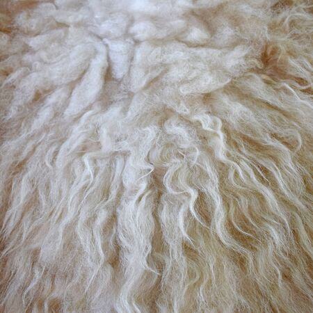 Sheep wool fur background. Beige or white texture. Thick soft curly hair. Close-up square photo.の写真素材