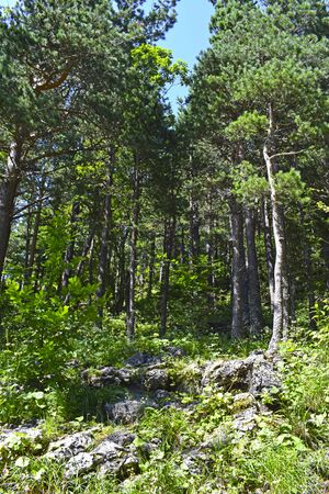 herb, bark, beautiful, branch, bright, brightly, bushes, coniferous, conifers, copse, countryside, day, daylight, fir, foliage, forest, grass, green, high, hiking, hill, landscape, leaf, light, lush, morning, mountain, natural, nature, needles, outdoor, photo, pine, plant, rock, scene, sky, spring, spruce, stone, summer, sun, sunny, tree, trunk, view, wild, wood, woodland, verticalの写真素材