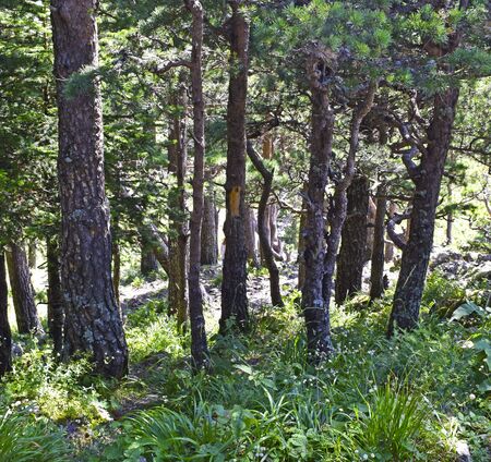 Beautiful coniferous forest on a cliff. Tall green pines among large stones on the slope. Landscape on a bright sunny summer day.の写真素材
