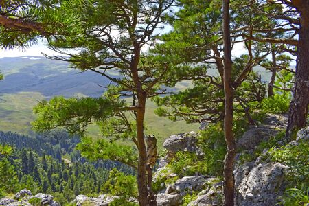 Beautiful pine trees on a cliff. Coniferous forest on the mountain among the stones against the backdrop of the green valley. Summer landscape on a sunny day. Horizontal photo.の写真素材