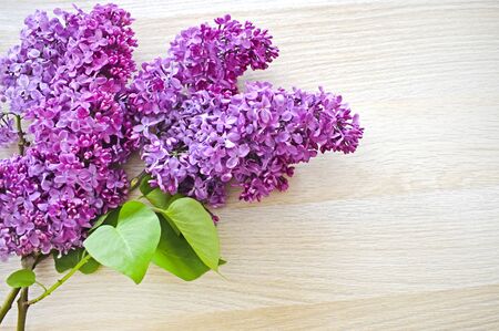 Sprigs of freshly cut purple lilac on a light beige wooden background. Greeting card for mother's day or birthday with copy space. Top view. Horizontal photo.の写真素材