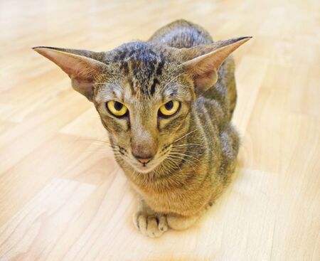 Oriental cat sits on the beige floor with its paws pressed up and carefully and sternly looks into the camera with yellow eyes. Shorthair, long, eared, thoroughbred animal. Horizontal photography.の写真素材
