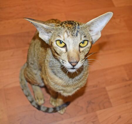 Oriental cat sits on the floor and carefully looks up at the camera with yellow eyes. Shorthair, long, eared, thoroughbred animal.の写真素材