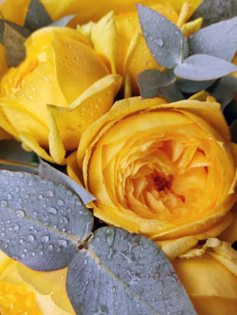 Bouquet of beautiful yellow roses close-up, gray-green leaves with water drops. Festive vertical photography for Birthday, Valentine's Day, Mother's Day.の写真素材