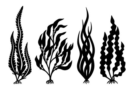 Set of algae silhouettes. Black plants isolated on white background. Long wavy leaves, roots. Sea Laminaria. Template for plotter laser cutting of paper, fretwork, wood carving.のイラスト素材