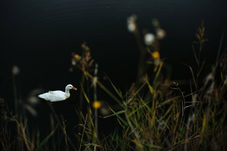 Wild white goose swims aimlessly over the water of a small lake. Picture on a cloudy dayの写真素材