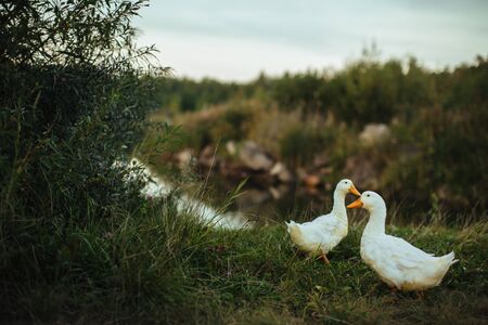 Two white big geese walking peacefully together. Home goose, grey goose or white goose.の写真素材