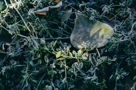 Frozen grass background and tree leaf. Top view.の写真素材