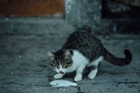 A stray cat drinking milk on a dirty background.の写真素材
