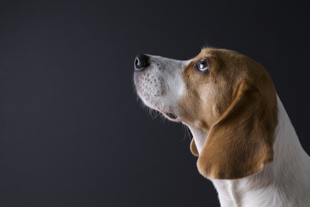 Young beagle looking up isolated on dark background.の写真素材