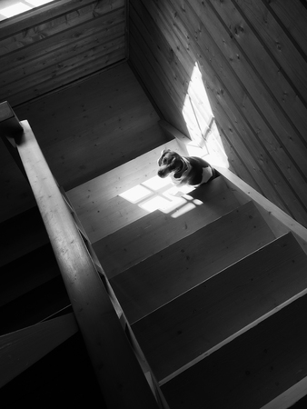 Beagle is sitting on a wooden staircase and looking at the camera. Black and white photo. High angle view.の写真素材