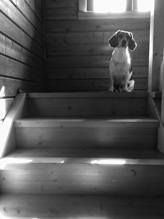 Beagle is sitting on a wooden staircase. Black and white photo.の写真素材