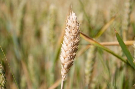 Ripening wheat ear on the fieldの写真素材