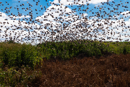 Birds in the field