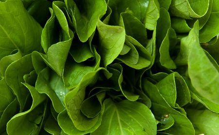 Vegetables cabbage an abstract backgroundの写真素材