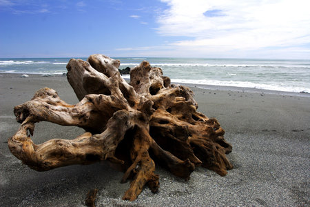 root on the beachの写真素材