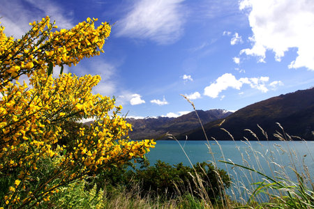 lake wanakaの写真素材