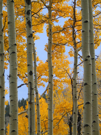fall color arizona