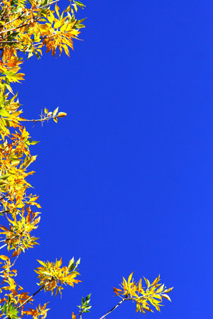 Yellow Leaves On Blue