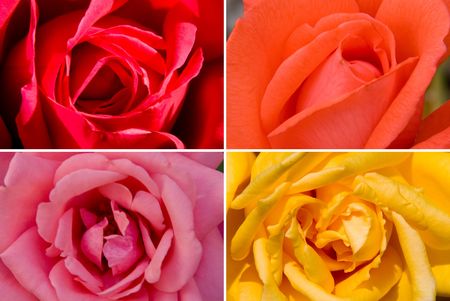 four colors rosesの写真素材