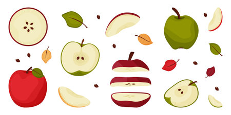 Set of apples in cartoon style. Whole, pieces, half june-apple and leaves. Vector illustration isolated on white background.のイラスト素材