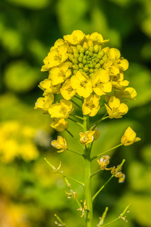Flowering rape
