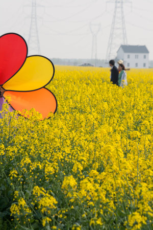 Tongli rape flowers in the couples and windmillsの写真素材