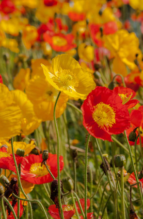 Corn poppy flower bedの写真素材