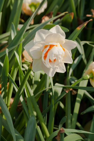 Daffodils close-up