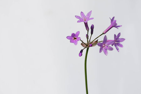 Open purple Zephyranthes Candidaの写真素材