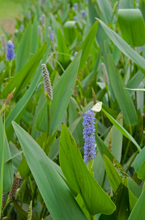 Butterflies and blue flowersの写真素材