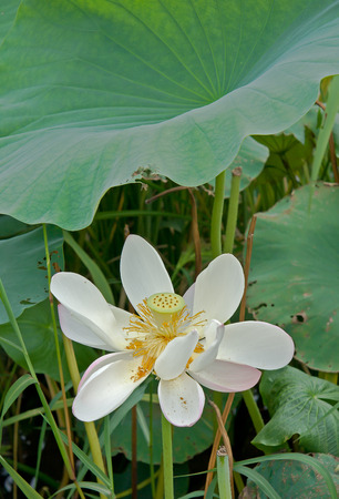 Lotus blooming characteristicsの写真素材