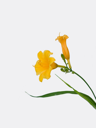 Daylilyの写真素材