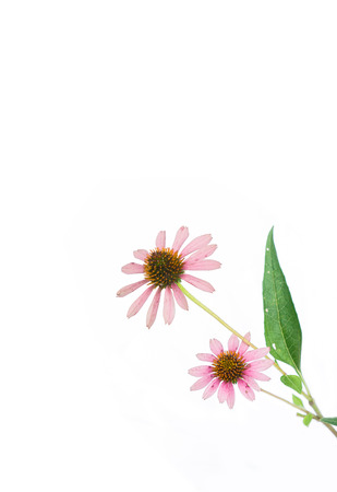 Gerberaの写真素材