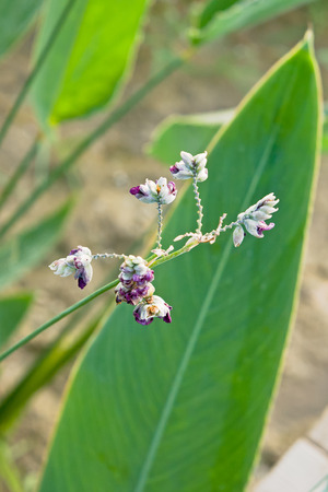 Water arrowroot oblique imagesの写真素材