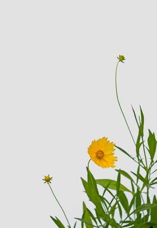 Daisy creative images on a white backgroundの写真素材