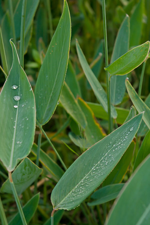 Arrowroot and water dewの写真素材