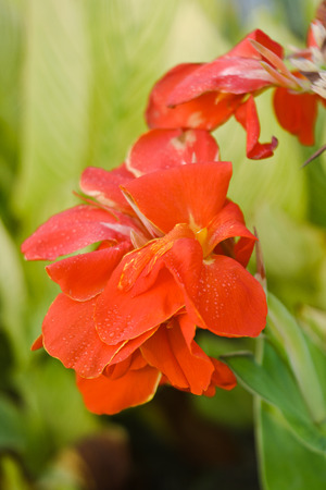 Red canna flowersの写真素材