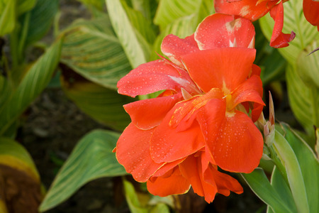 Canna flowersの写真素材