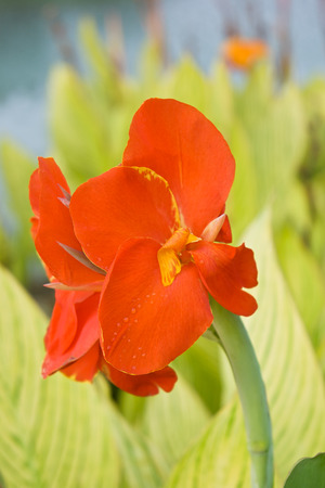 red Canna closeの写真素材