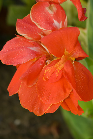 red Canna flowersの写真素材