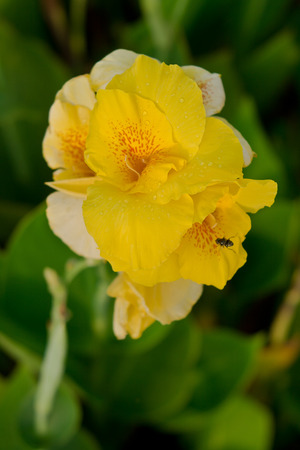 yellow Canna flowersの写真素材