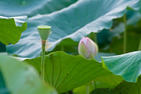 Lotus and lotus leafの写真素材