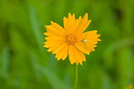 Spider on chrysanthemums の写真素材
