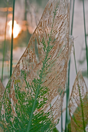 The autumn leaves water arrowroot