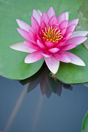 Red water lily and Reflection on the waterの写真素材