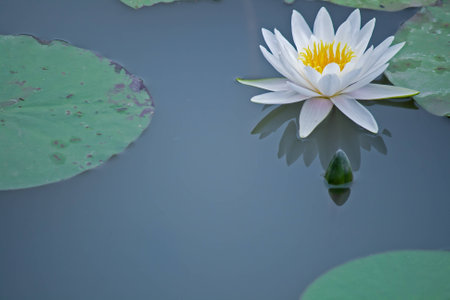 The water bloom in the white water lilyの写真素材