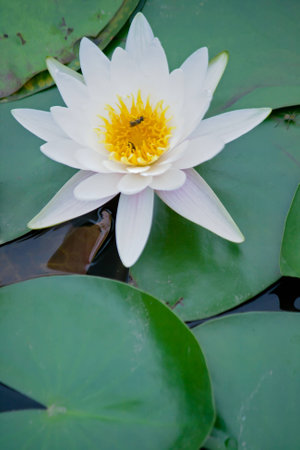Water lilies and bees in full bloomの写真素材
