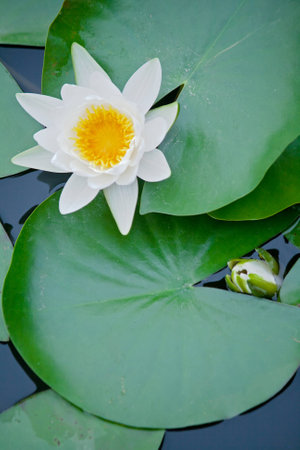 The white water lilyの写真素材